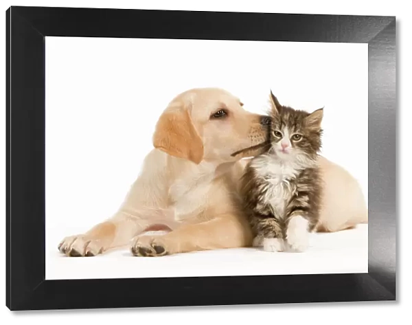 Cat & Dog - Labrador puppy kissing Norwegian Forest Cat kitten in studio