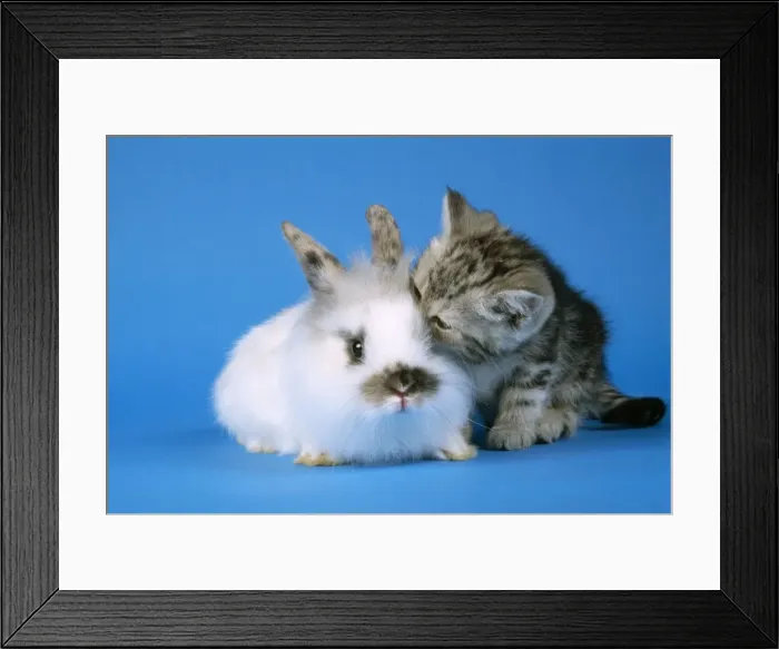 Framed Print : Tabby kitten & Rabbit Framed Print : Tabby kitten & Rabbit