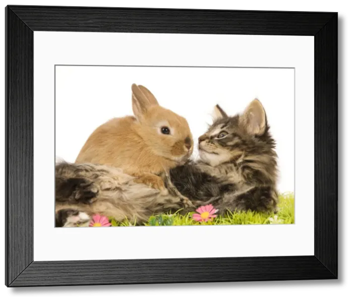 Framed Print : Cat - Norwegian Forest kitten in studio with Dwarf Rabbit and flowers Framed Print : Cat - Norwegian Forest kitten in studio with Dwarf Rabbit and flowers