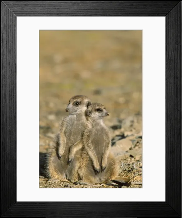 Framed Print : Suricate / Meerkat - Two different aged young on lookout at the edge of burrow - Kalahari Desert, Southeast Namibia, Africa Framed Print : Suricate / Meerkat - Two different aged young on lookout at the edge of burrow - Kalahari Desert, Southeast Namibia, Africa