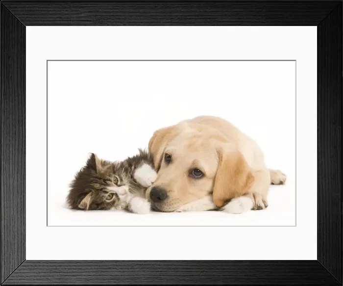 Framed Print : Cat & Dog - Labrador puppy and Norwegian Forest Cat kitten lying in studio Framed Print : Cat & Dog - Labrador puppy and Norwegian Forest Cat kitten lying in studio