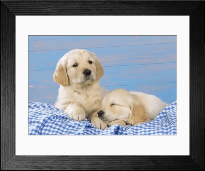Framed Print : Golden Retriever Dog - puppies on blue gingham