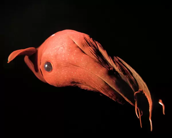 Vampire Squid - Monterey - California - USA - Small white discs  /  Dots are Photophores - Light producing organs - Deep sea 600-900mtrs / 2-3000 ft in the oxygen minimum zone - It is currently the only animal in the order Vampyromorphida