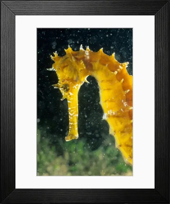 Framed Print : Seahorse - Longsnout size 6 cm Tahiti French polynesia