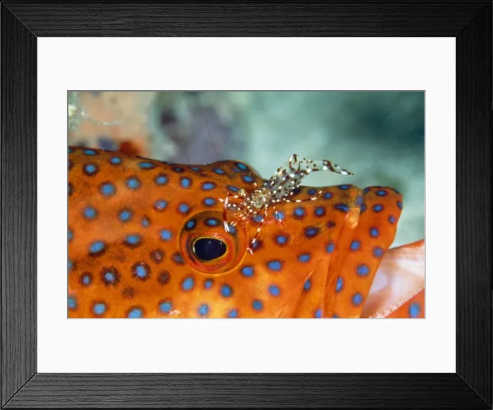 Framed Print : Cleaner Shrimp - cleaning Grouper (Cephalopholis miniata) Framed Print : Cleaner Shrimp - cleaning Grouper (Cephalopholis miniata)