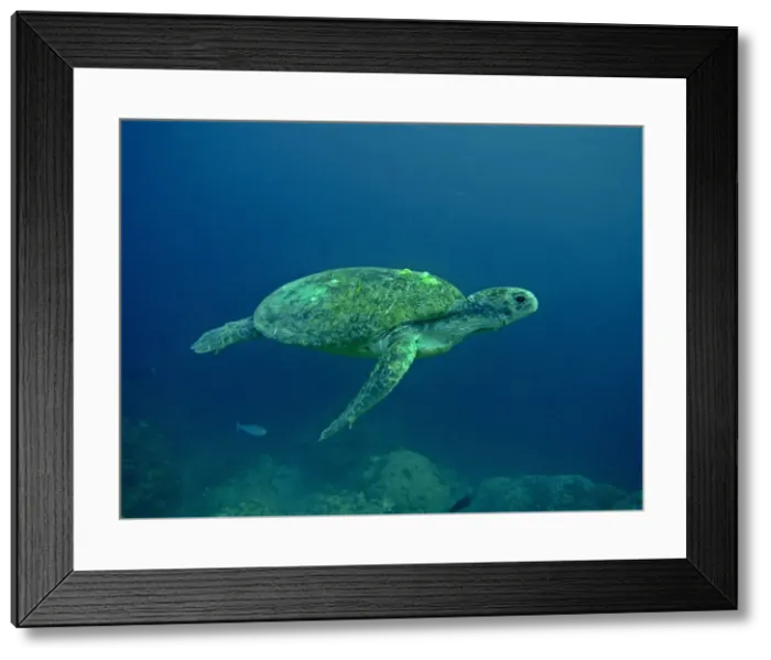 Framed Print : Green Turtle - A female drifting along the reef edge waiting for high tide at night to go ashore and lay her eggs - Raine Is. Australia Framed Print : Green Turtle - A female drifting along the reef edge waiting for high tide at night to go ashore and lay her eggs - Raine Is. Australia