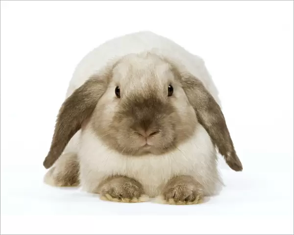 Rabbit - French Lop  /  Belier