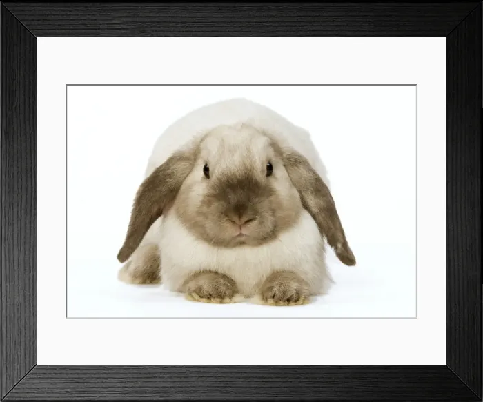Framed Print : Rabbit - French Lop  /  Belier
