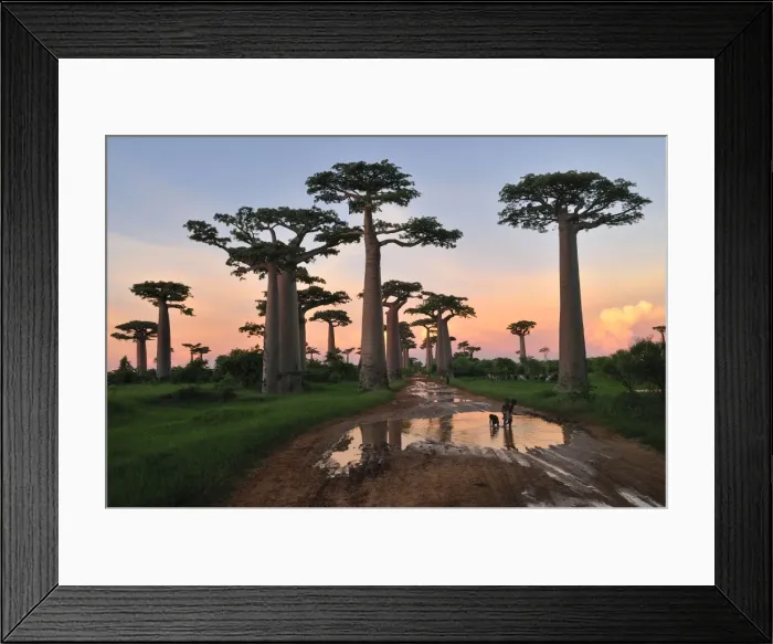 Framed Print : Grandidier's Baobab at sunset - near Morondava - Madagascar Framed Print : Grandidier's Baobab at sunset - near Morondava - Madagascar