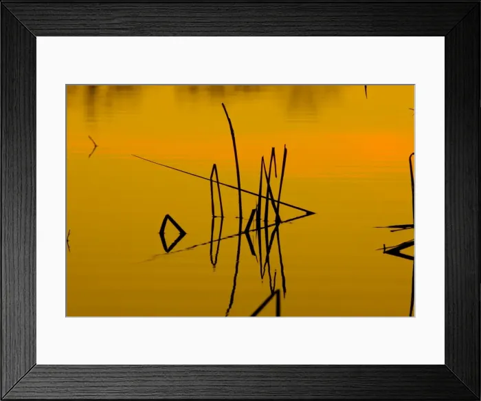 Framed Print : Patterns of reeds in lake at sunset, Arizona Framed Print : Patterns of reeds in lake at sunset, Arizona