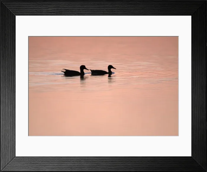 Framed Print : Mallard - 2 ducks swimming on lake at twilight, Island of Texel, Holland Framed Print : Mallard - 2 ducks swimming on lake at twilight, Island of Texel, Holland