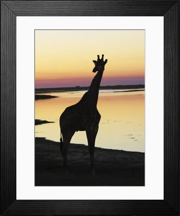 Framed Print : giraffe at sunset, Chobe NP, Botswana Framed Print : giraffe at sunset, Chobe NP, Botswana