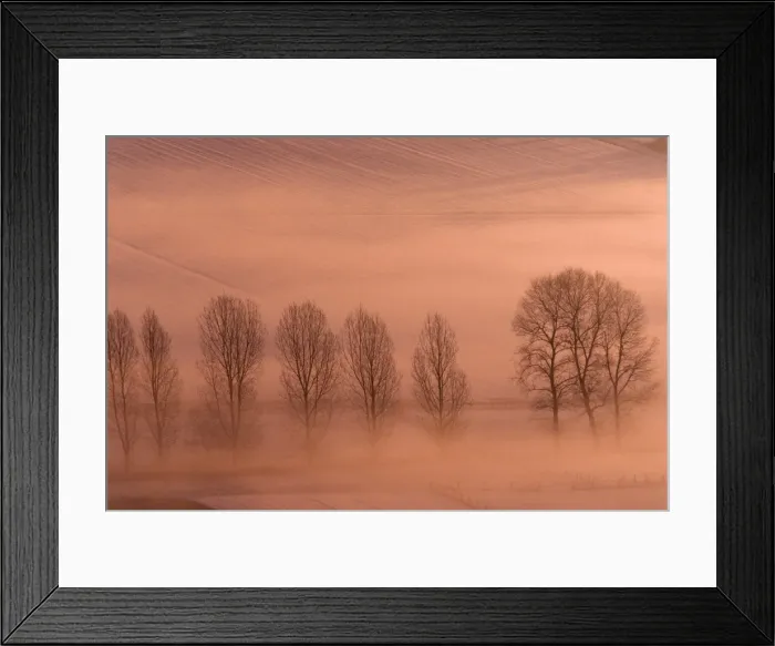 Framed Print : Lombardy Poplar - early morning glow over snow covered fields, with line of trees, Lower Saxony, Germany Framed Print : Lombardy Poplar - early morning glow over snow covered fields, with line of trees, Lower Saxony, Germany