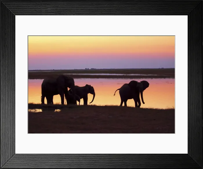 Framed Print : African elephants at sunset, Chobe national park, Botswana Framed Print : African elephants at sunset, Chobe national park, Botswana