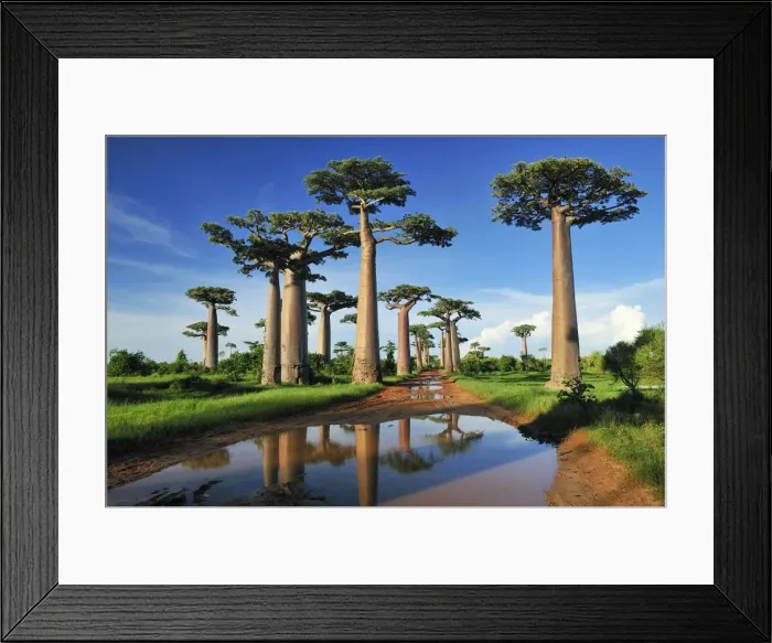 Framed Print : Grandidier's Baobab - near Morondava - Madagascar