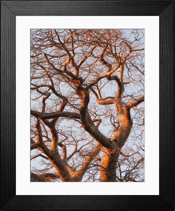 Framed Print : Baobab Tree - a common tree in northern Namibia - in the last light of the evening - Omusati region - Namibia Framed Print : Baobab Tree - a common tree in northern Namibia - in the last light of the evening - Omusati region - Namibia