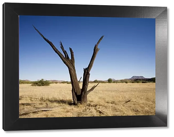 Dead Tree With a flat top mountain in the distance Damaraland, Namibia, Africa