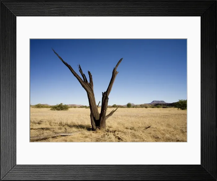 Framed Print : Dead Tree With a flat top mountain in the distance Damaraland, Namibia, Africa Framed Print : Dead Tree With a flat top mountain in the distance Damaraland, Namibia, Africa