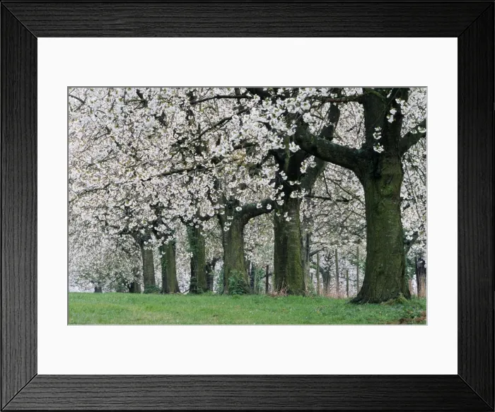 Framed Print : Cherry Orchard Blossom ME 718 © Johan De Meester / ARDEA LONDON Framed Print : Cherry Orchard Blossom ME 718 © Johan De Meester / ARDEA LONDON