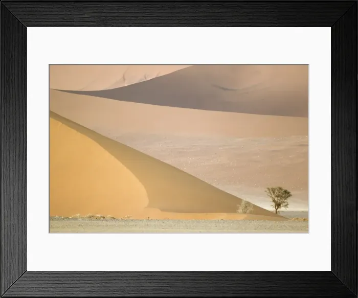 Framed Print : Namibia - Camelthorn tree (Acacia erioloba) and sand dunes in the Namib Desert. Namib-Naukluft Park, Namibia Framed Print : Namibia - Camelthorn tree (Acacia erioloba) and sand dunes in the Namib Desert. Namib-Naukluft Park, Namibia