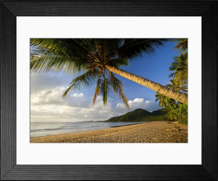 Framed Print : Coconut palm - coconut palms grow on a white dream beach in tropical Queensland. Early Morning light - Bingil Bay near Mission Beach, Queensland, Australia Framed Print : Coconut palm - coconut palms grow on a white dream beach in tropical Queensland. Early Morning light - Bingil Bay near Mission Beach, Queensland, Australia