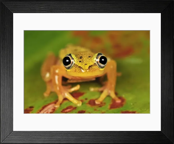 Framed Print : Spotted Madagascar Reed Frog - Andasibe-Mantadia National Park - Madagascar Framed Print : Spotted Madagascar Reed Frog - Andasibe-Mantadia National Park - Madagascar