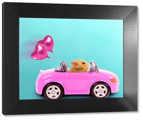 Hamster driving miniature sports convertible car with heart shaped balloons attached Digital Manipulation: car colour red to pink, background, balloons (JD)