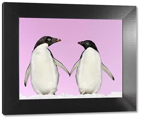 Adelie Penguin - holding hands - Brown Bluff - Antarctic Peninsula Digital Manipulation: montaged penguins, changed background colour