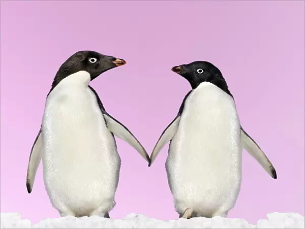 Adelie Penguin - holding hands - Brown Bluff - Antarctic Peninsula Digital Manipulation: montaged penguins, changed background colour