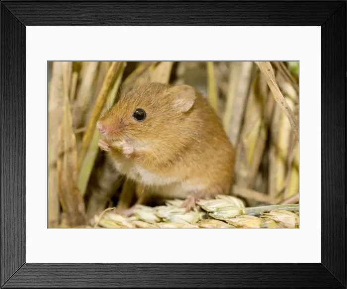 Framed Print : Harvest Mouse eating wheat seed. UK Framed Print : Harvest Mouse eating wheat seed. UK