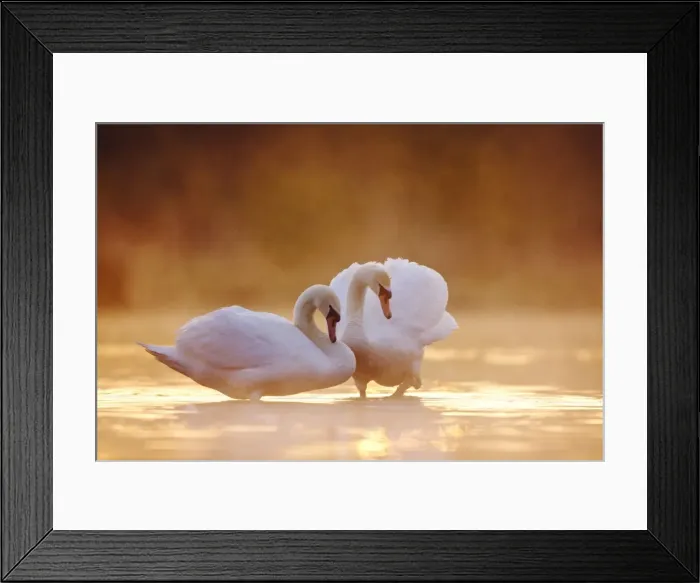 Framed Print : Mute Swans - Pair in courtship behaviour - Back-lit early morning mist rising from the water - Cleveland - UK Framed Print : Mute Swans - Pair in courtship behaviour - Back-lit early morning mist rising from the water - Cleveland - UK