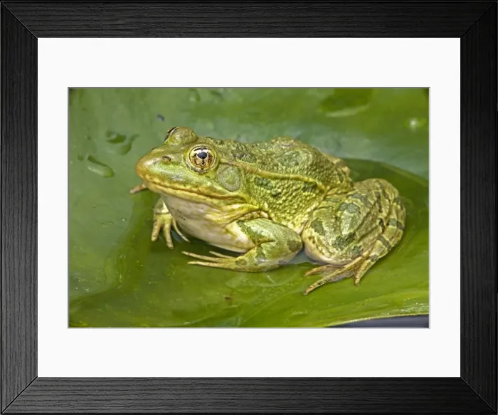 Framed Print : Chiricahua Leopard Frog (Rana chiricahuensis) - Arizona - USA - Also known as Ramsey Canyon Leopard Frog (Rana subaquavocalis) - IUCN vulnerable - Protected under Arizona state law - Declining populations due to habitat loss