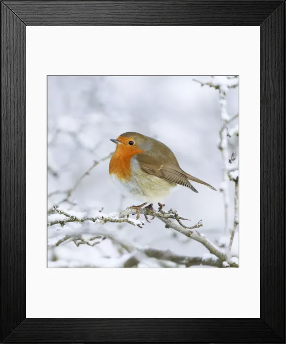 Framed Print : European Robin - In winter with snow - Cleveland - UK Framed Print : European Robin - In winter with snow - Cleveland - UK