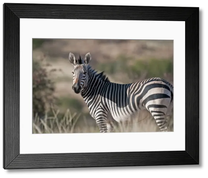 Framed Print : Hartmann's mountain zebra - close view of adult - Northern Namibia Framed Print : Hartmann's mountain zebra - close view of adult - Northern Namibia