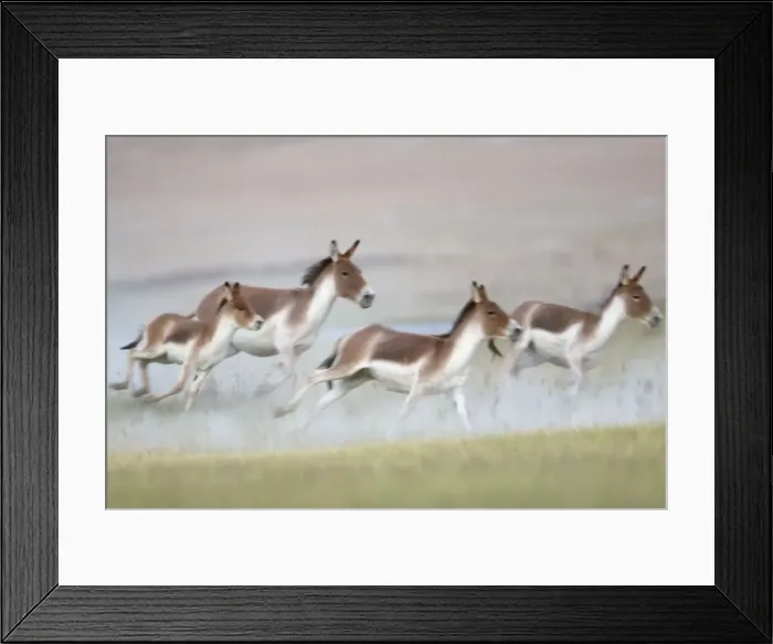 Framed Print : Kiang / Tibetan Wild Ass - female and foals on the run - rutting season - Ladakh - India Framed Print : Kiang / Tibetan Wild Ass - female and foals on the run - rutting season - Ladakh - India