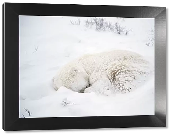 Polar Bear - sleeping in the snow