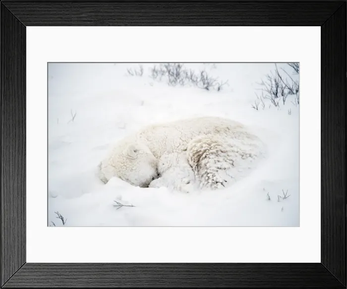 Framed Print : Polar Bear - sleeping in the snow Framed Print : Polar Bear - sleeping in the snow