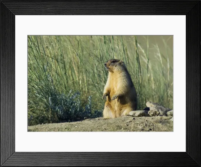 Framed Print : Himalayan Marmot - fat adult - ready for hibernation - observes and sniffs surroundings for a potential danger - stands upright for an elevated point of view - next to the borrow on the left - warms himself up in the sun after a night in a cold Framed Print : Himalayan Marmot - fat adult - ready for hibernation - observes and sniffs surroundings for a potential danger - stands upright for an elevated point of view - next to the borrow on the left - warms himself up in the sun after a night in a cold