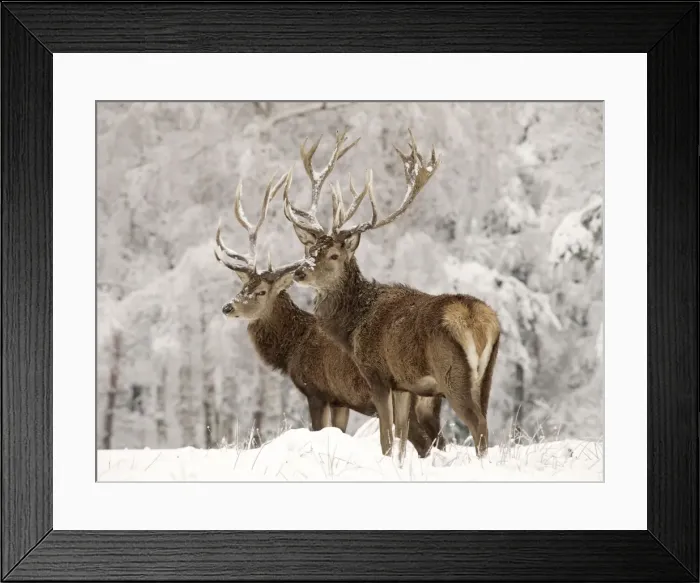 Framed Print : Red Deer - bucks in snow - Germany Framed Print : Red Deer - bucks in snow - Germany