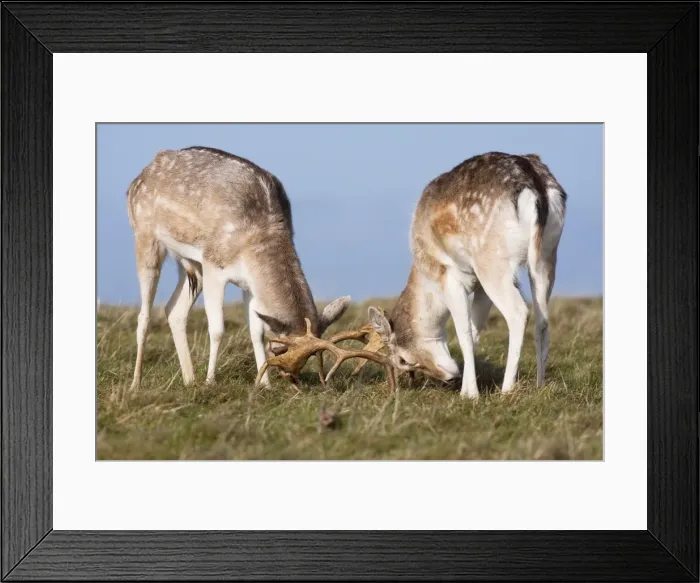 Framed Print : Fallow Deer - Two bucks testing each other's strength, Wiltshire, England, UK Framed Print : Fallow Deer - Two bucks testing each other's strength, Wiltshire, England, UK