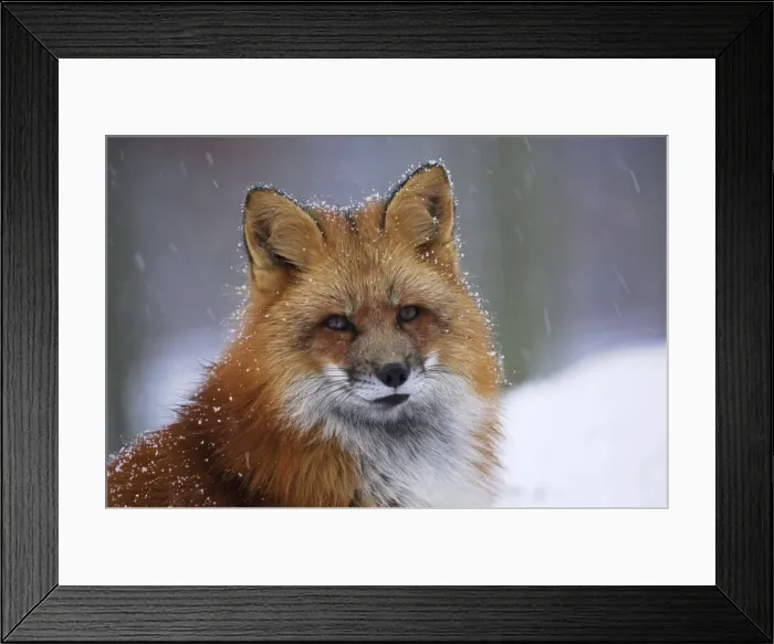 Framed Print : red fox in winter, Germany Framed Print : red fox in winter, Germany