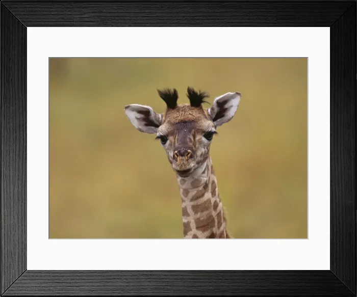 Framed Print : Masai Giraffe - young Framed Print : Masai Giraffe - young