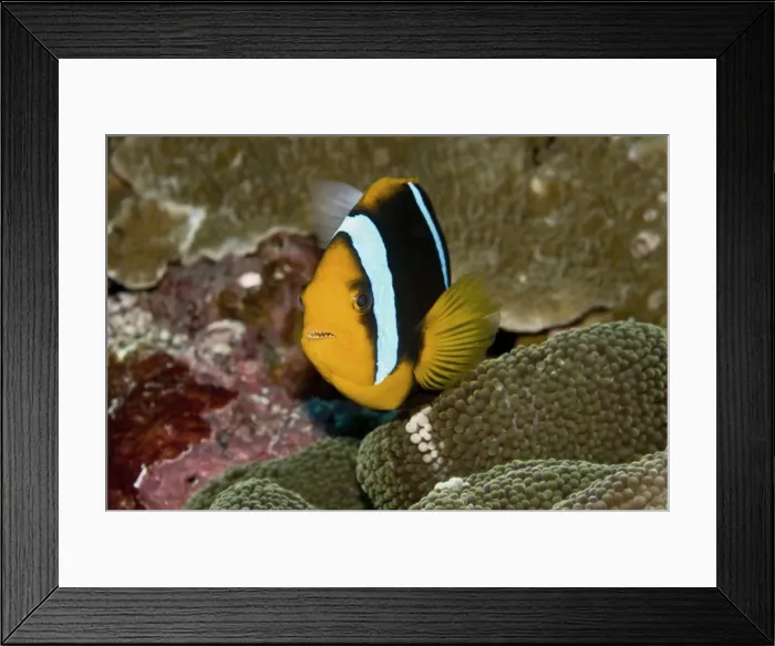 Framed Print : Clarks Anemonefish - female - Papua New Guinea Framed Print : Clarks Anemonefish - female - Papua New Guinea