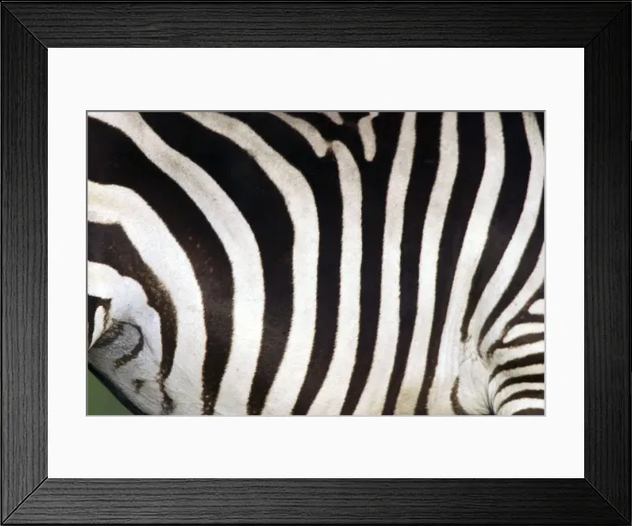 Framed Print : Burchell's Zebra - close-up of stripes. Africa Framed Print : Burchell's Zebra - close-up of stripes. Africa