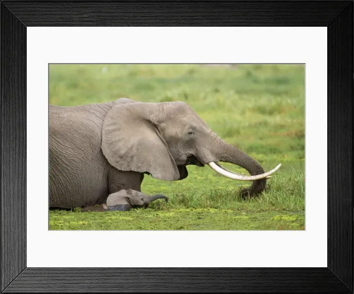 Framed Print : African Elephant - Amboseli National Park - Kenya - Africa Framed Print : African Elephant - Amboseli National Park - Kenya - Africa
