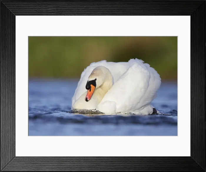 Framed Print : Mute Swans - male bird in a slide powering through the water creating a bow of water - characteristic behaviour of mute swans when defending their territory - Cleveland - UK Framed Print : Mute Swans - male bird in a slide powering through the water creating a bow of water - characteristic behaviour of mute swans when defending their territory - Cleveland - UK