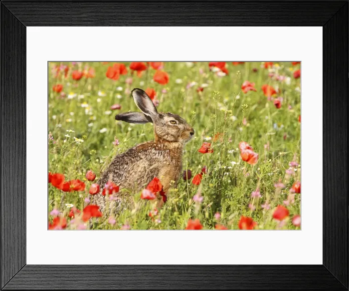 Framed Print : European Hare - in poppy meadow - Austria Framed Print : European Hare - in poppy meadow - Austria