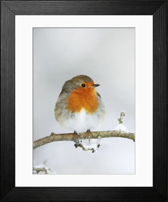 Framed Print : European Robin - In winter with snow - Cleveland - UK Framed Print : European Robin - In winter with snow - Cleveland - UK
