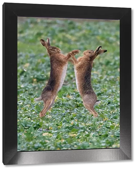 Brown Hares boxing in Oxordshire February
