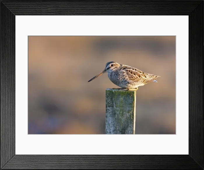 Framed Print : Common Snipe - adult perching on fence post, North Uist, Outer Hebrides, Scotland, UK Framed Print : Common Snipe - adult perching on fence post, North Uist, Outer Hebrides, Scotland, UK